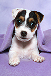 hundefotos parson_russell_terrier