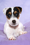 hundefotos parson_russell_terrier