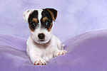 hundefotos parson_russell_terrier