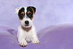hundefotos parson_russell_terrier