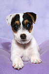 hundefotos parson_russell_terrier