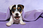 hundefotos parson_russell_terrier