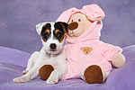 hundefotos parson_russell_terrier
