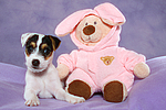 hundefotos parson_russell_terrier