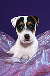 hundefotos parson_russell_terrier