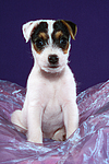 hundefotos parson_russell_terrier