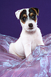 hundefotos parson_russell_terrier