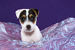 hundefotos parson_russell_terrier