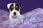 hundefotos parson_russell_terrier