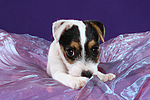 hundefotos parson_russell_terrier