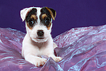 hundefotos parson_russell_terrier