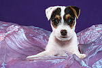 hundefotos parson_russell_terrier