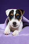 hundefotos parson_russell_terrier