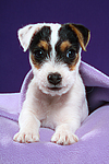 hundefotos parson_russell_terrier
