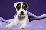 hundefotos parson_russell_terrier