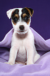 hundefotos parson_russell_terrier