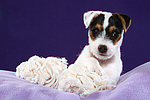 hundefotos parson_russell_terrier