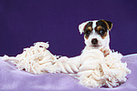 hundefotos parson_russell_terrier