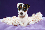 hundefotos parson_russell_terrier