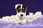 hundefotos parson_russell_terrier