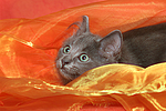 katzenfotos norwegische_waldkatze