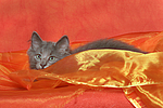 katzenfotos norwegische_waldkatze