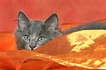 katzenfotos norwegische_waldkatze