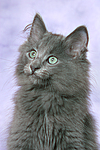 katzenfotos norwegische_waldkatze