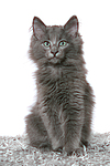 katzenfotos norwegische_waldkatze