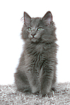 katzenfotos norwegische_waldkatze