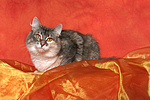 katzenfotos norwegische_waldkatze