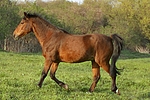 pferdefotos deutsches_reitpony