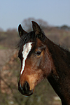 pferdefotos deutsches_reitpony