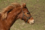 pferdefotos deutsches_reitpony