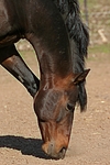 pferdefotos deutsches_reitpony
