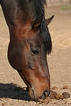 pferdefotos deutsches_reitpony