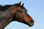 pferdefotos deutsches_reitpony