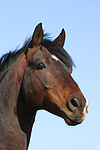 pferdefotos deutsches_reitpony