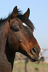 pferdefotos deutsches_reitpony