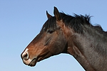 pferdefotos deutsches_reitpony