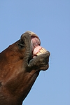 pferdefotos deutsches_reitpony