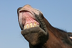 pferdefotos deutsches_reitpony