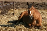 pferdefotos deutsches_reitpony