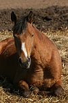 pferdefotos deutsches_reitpony