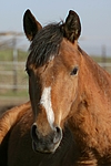 pferdefotos deutsches_reitpony