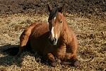 pferdefotos deutsches_reitpony