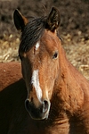 pferdefotos deutsches_reitpony