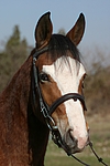 pferdefotos deutsches_reitpony