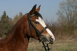 pferdefotos deutsches_reitpony