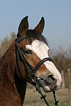 pferdefotos deutsches_reitpony